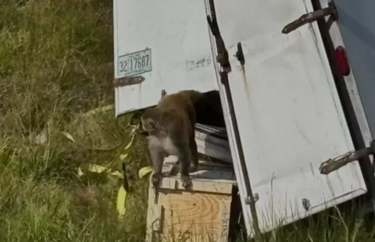 В США сбежала лабораторная обезьяна с COVID-19 и гепатитом С