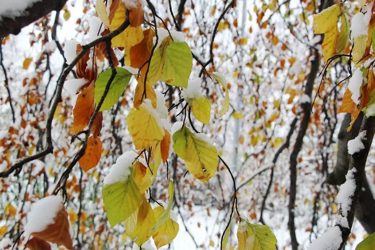 Осадки и резкое понижение температуры ожидаются в Казахстане