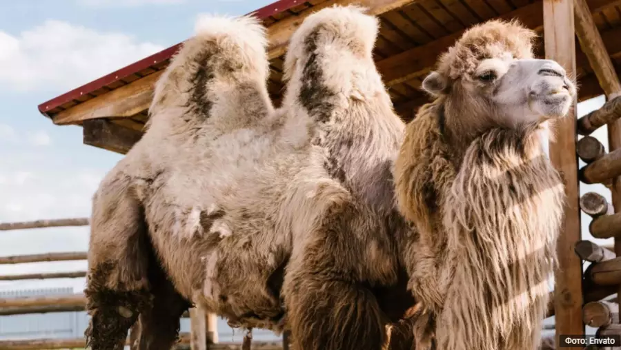 Атырау облысында аулада жүрген баланы түйе таптап кетті