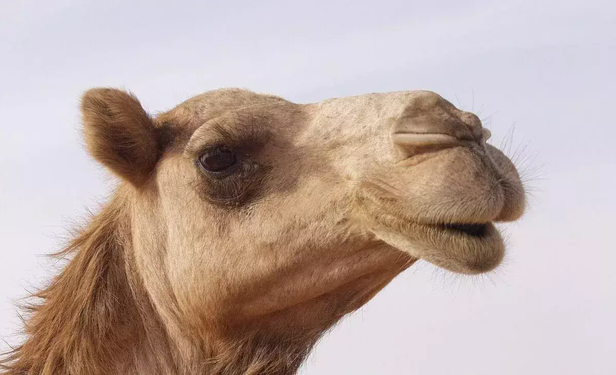 Подростка в Кульсары растоптал верблюд (видео) - новости на Lada.kz 29.10.2025