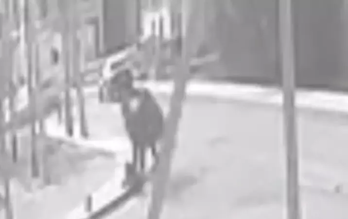 Верблюд напал на ребенка прямо на улице в Атырауской области