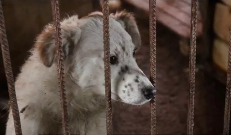 О рейдерском захвате заявила хозяйка приюта для животных в Алматинской области