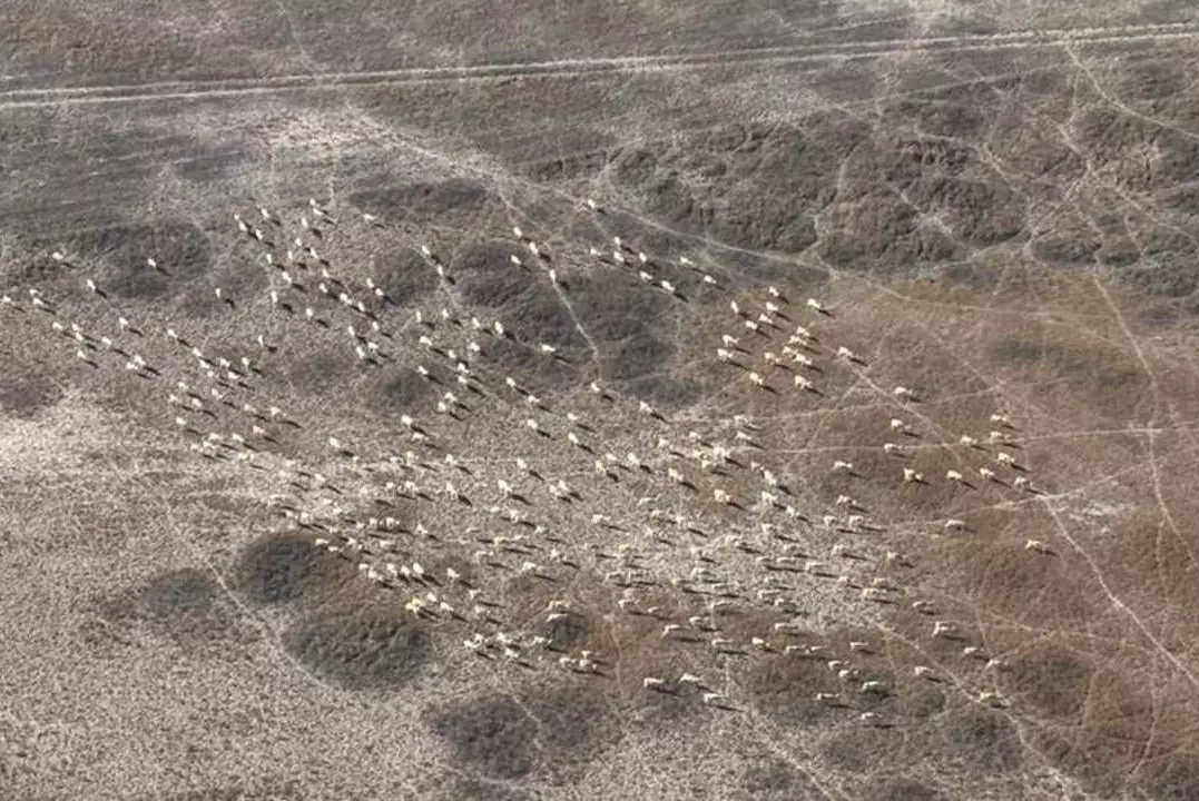 В Карагандинской области зафиксировали рост популяции сайгаков и архаров