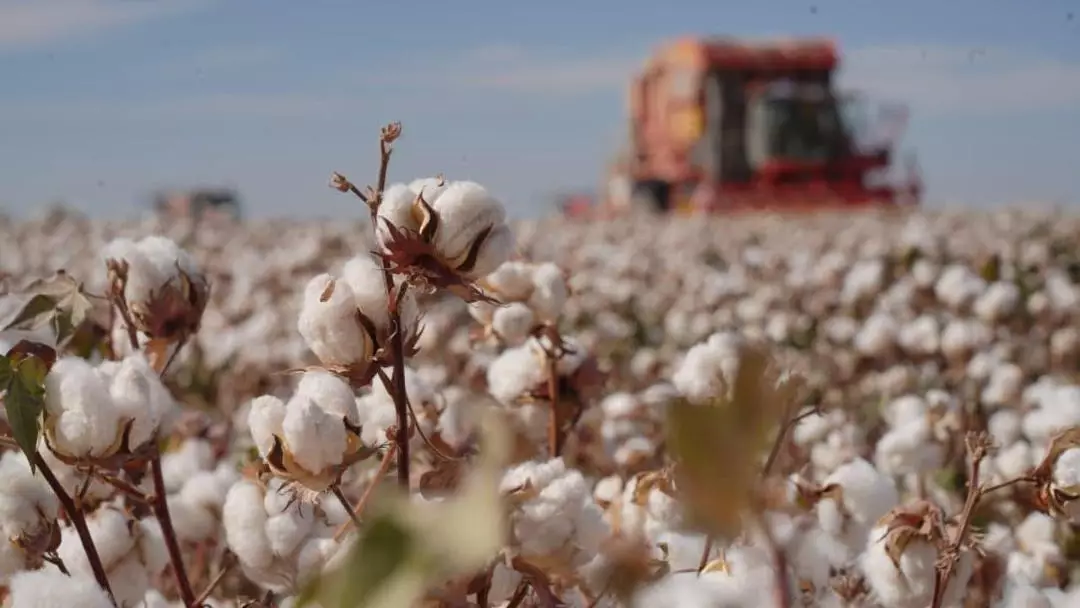 422 мың тонна өнім: Мақта терімі аяқталуға жақын