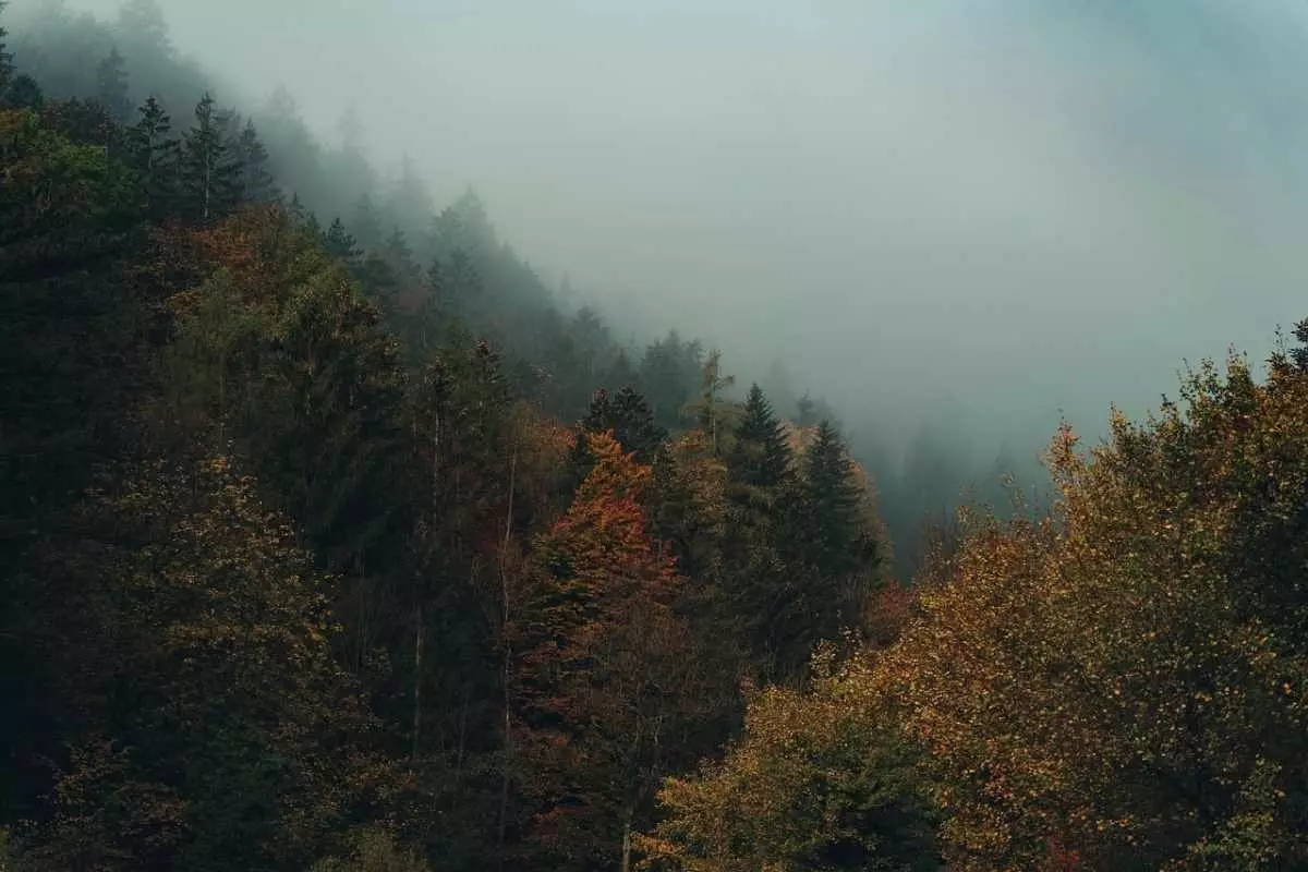 Дожди и туман накроют Алматы