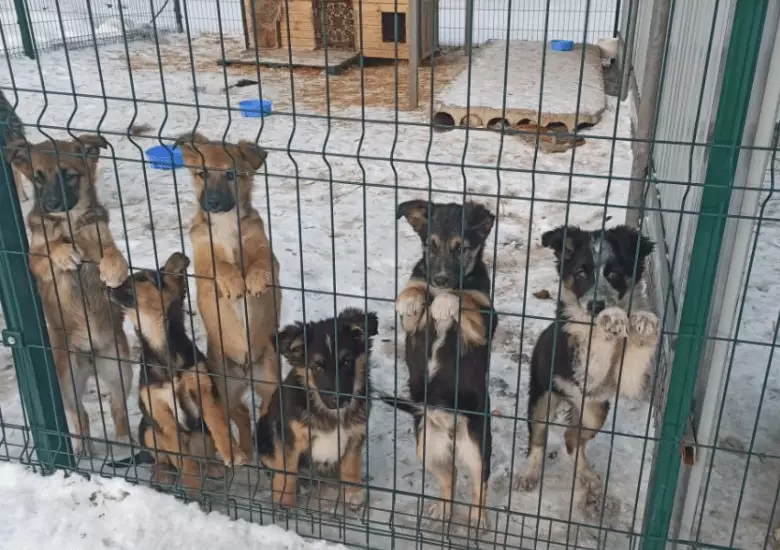 В Алматинской области неизвестные в масках напали на приют для животных и избили сторожа