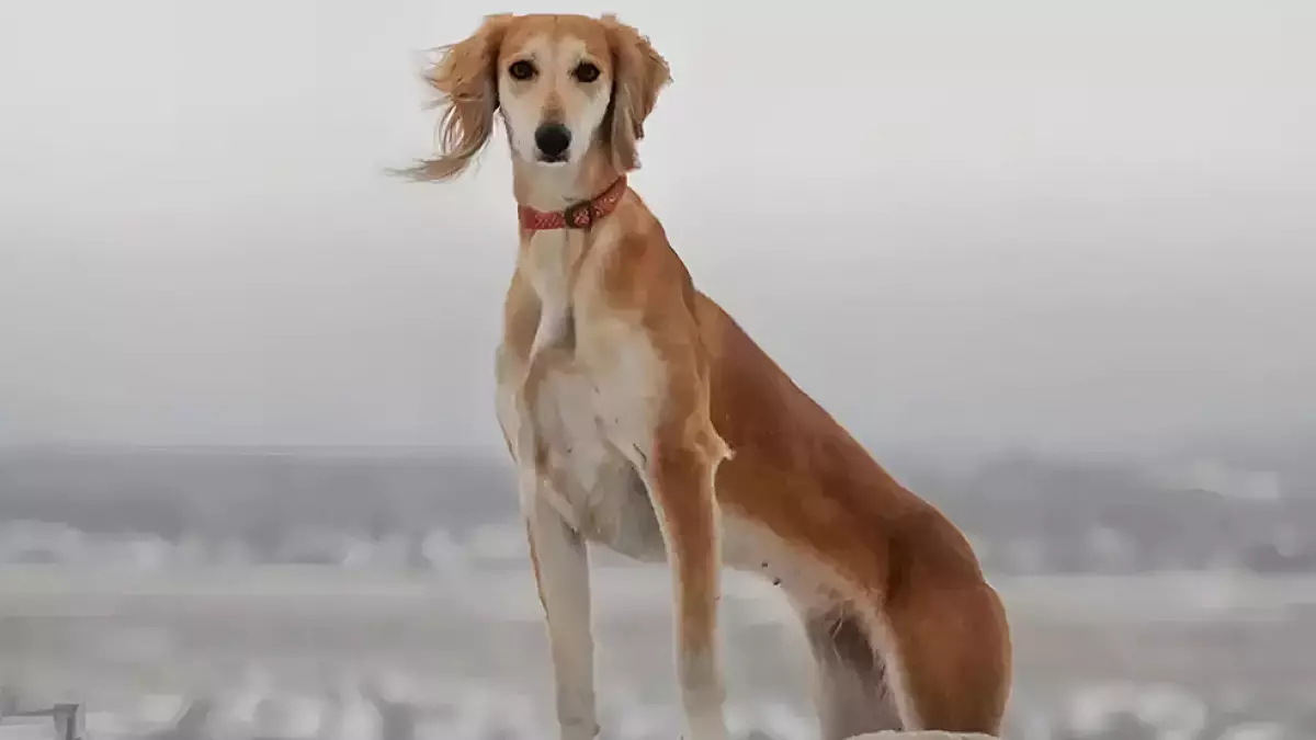 Қазақ тазысы халықаралық деңгейде мойындалды