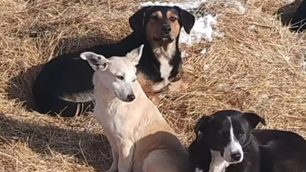 “Избили арматурой, сломали руки, ноги“: неизвестные напали на приют для животных под Алматы