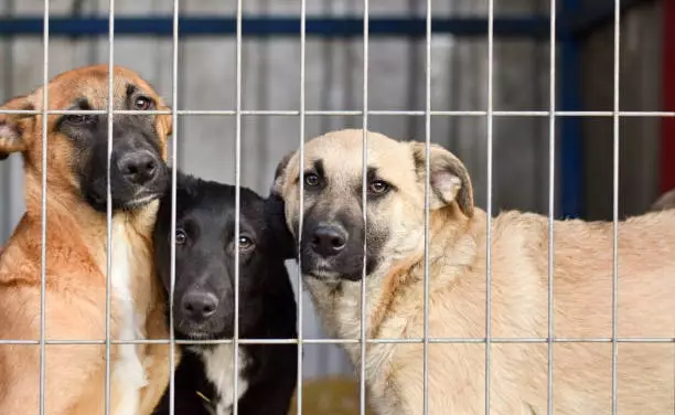 Расследование начато по факту нападения на приют для животных Алматинской области