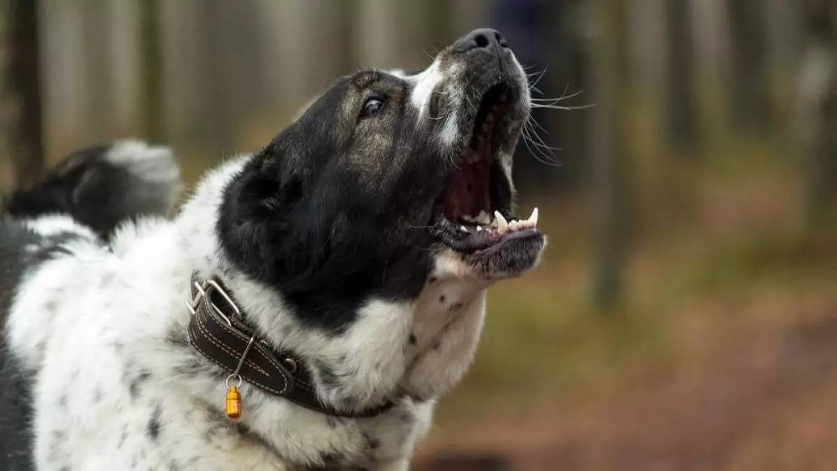 Разъяренный алабай чуть не загрыз россиянку