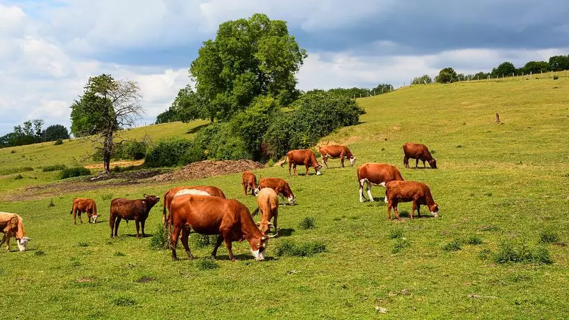 ЖИ фермерлердің жұмысын жеңілдетпек