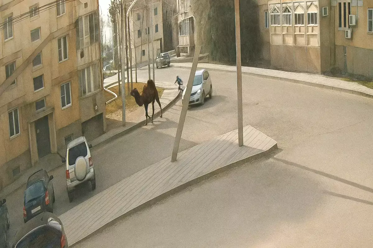 Верблюд напал на ребенка в поселке Кульсары - новости на Lada.kz 29.10.2025