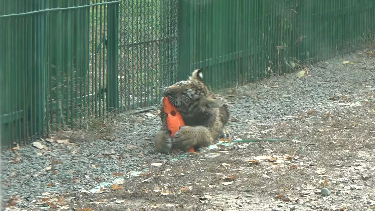 Жылдар бойғы еңбектің жемісі: Алматы зообағында амур жолбарысы мен ақ қасқыр төлдеді