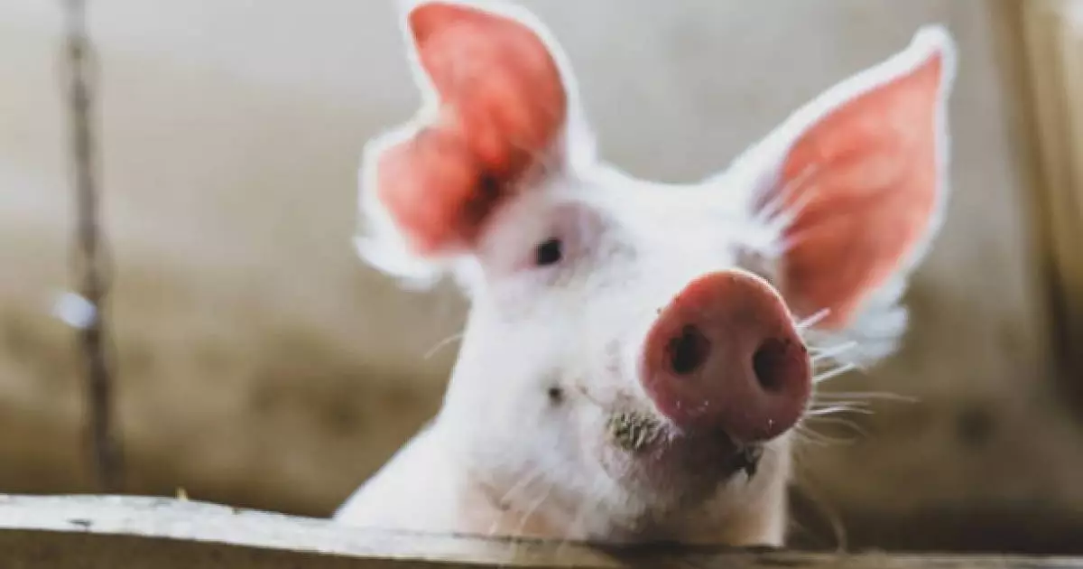  АҚШ-та адам шошқаның бүйрегімен 271 күн өмір сүріп рекорд орнатты 