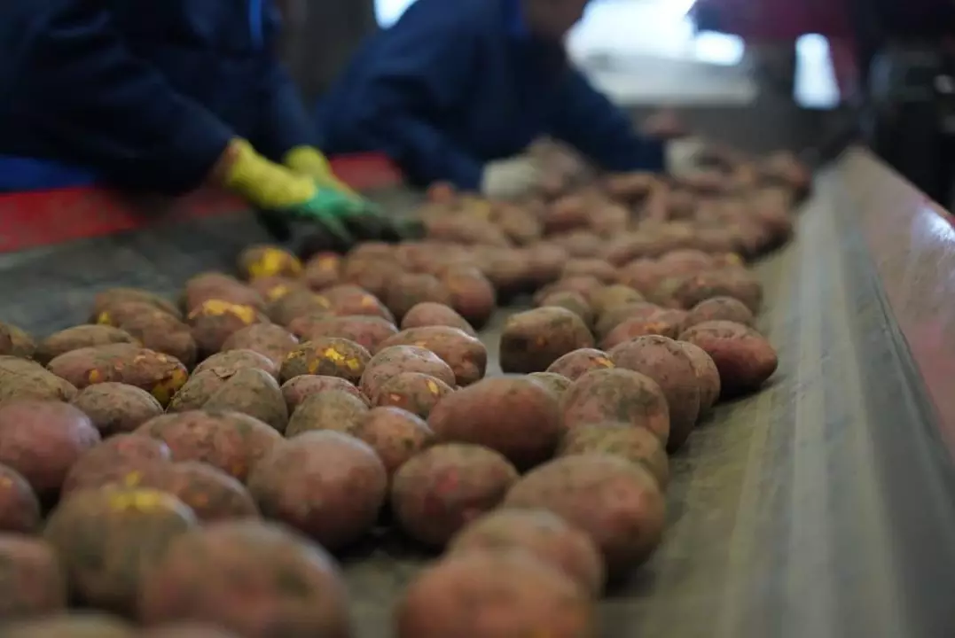 В Казахстане спрогнозировали рекордный урожай лука и картофеля