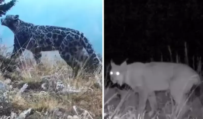 Редкие животные попали в объектив фотоловушки в Иле-Алатау