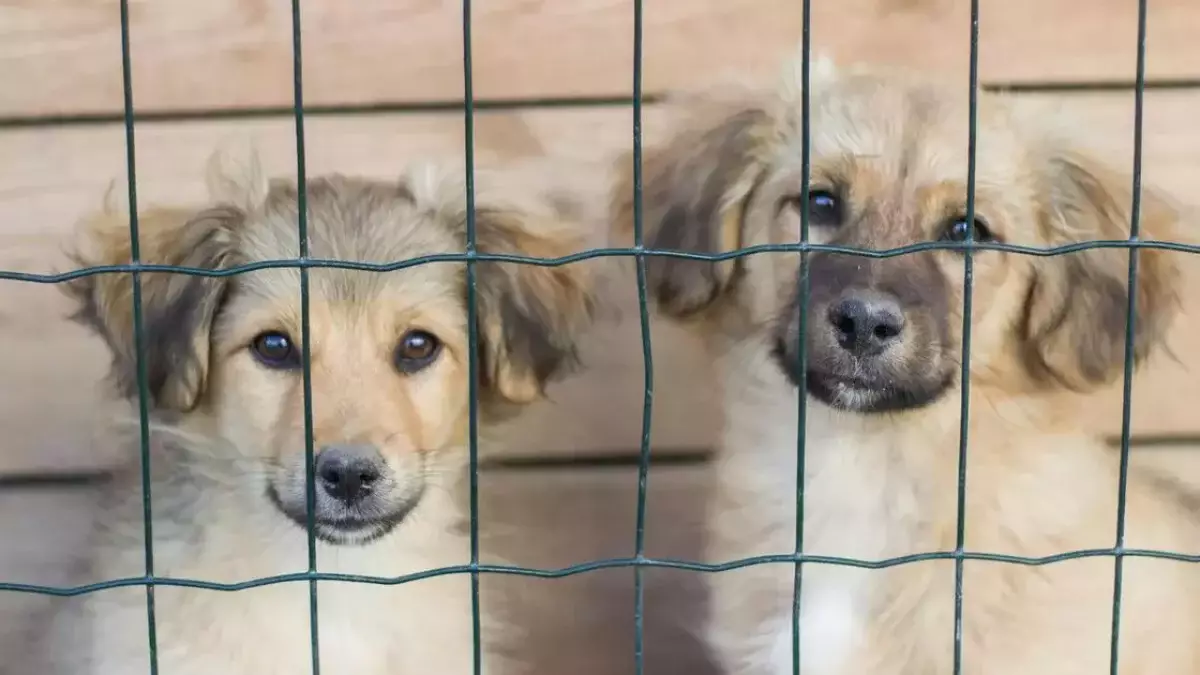 «Идет война за участок»: в Алматинской области напали на охранника приюта