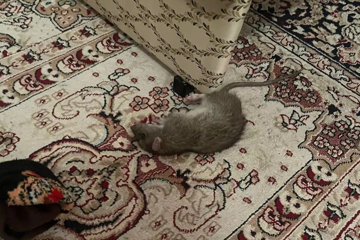 ​Крысы в Атырау больше не прячутся в подвалах