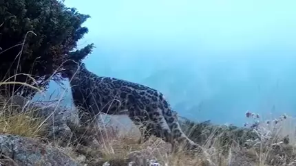 Іле Алатауында қар барысы, сілеусін және аю фототұзаққа түсіп қалды