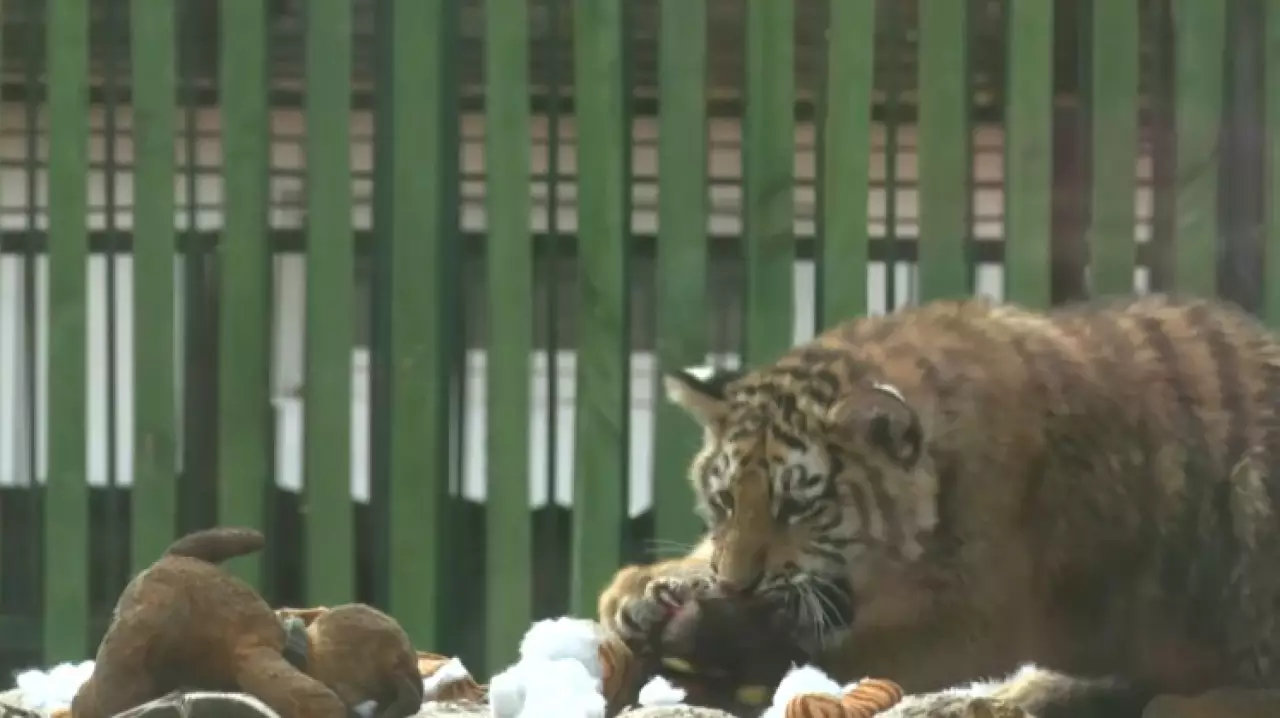 Алматинский зоопарк показал амурских тигрят