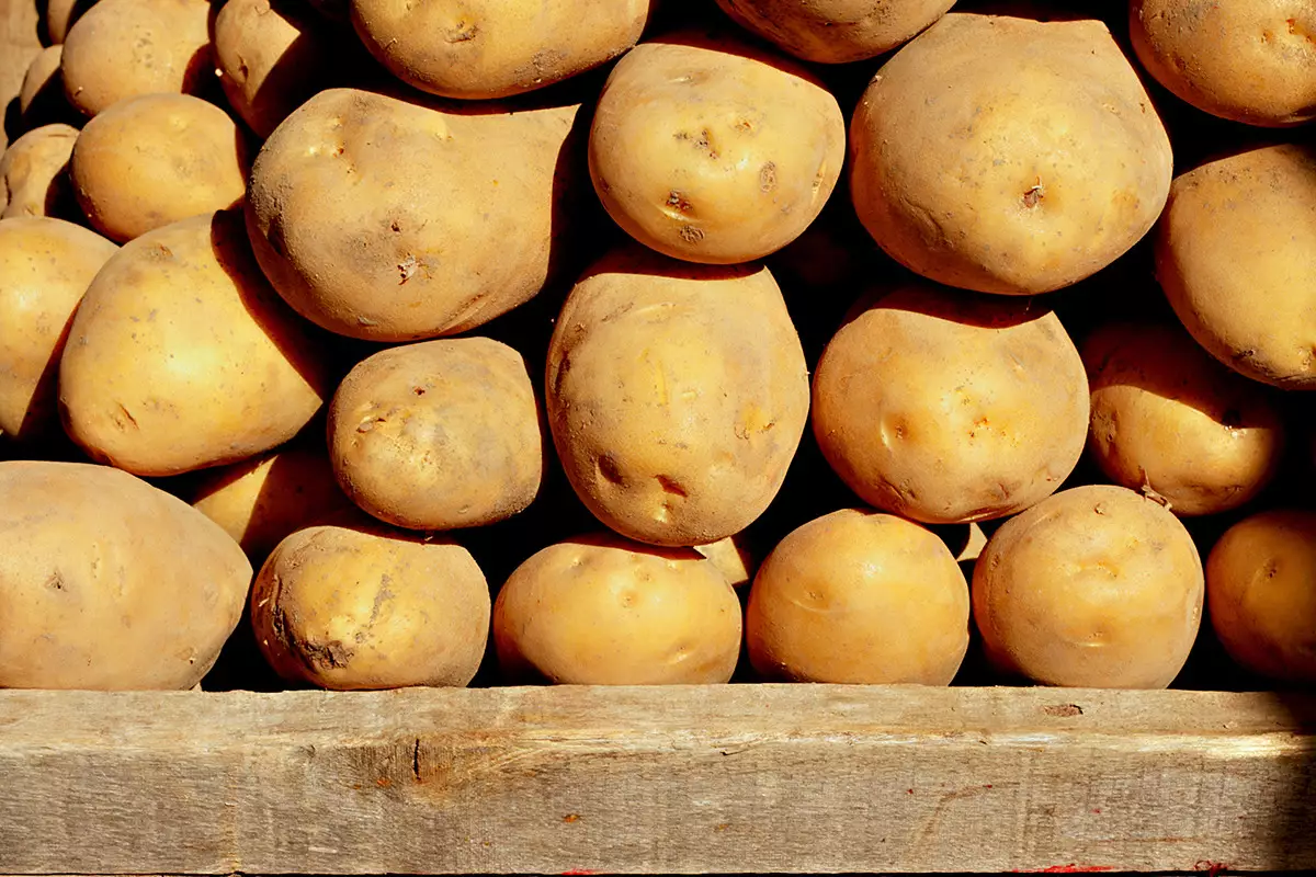 Казахстан импортирует картофель только в межсезонье, несмотря на внутренний избыток.