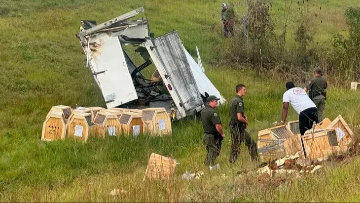АҚШ-та қауіпті вирус жұққан маймыл қашып кетті