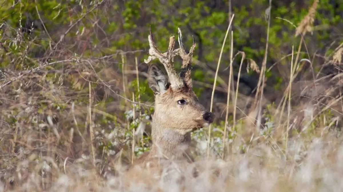 Павлодар облысында елік атқан төрт адам бірнеше жылға сотталып кетті