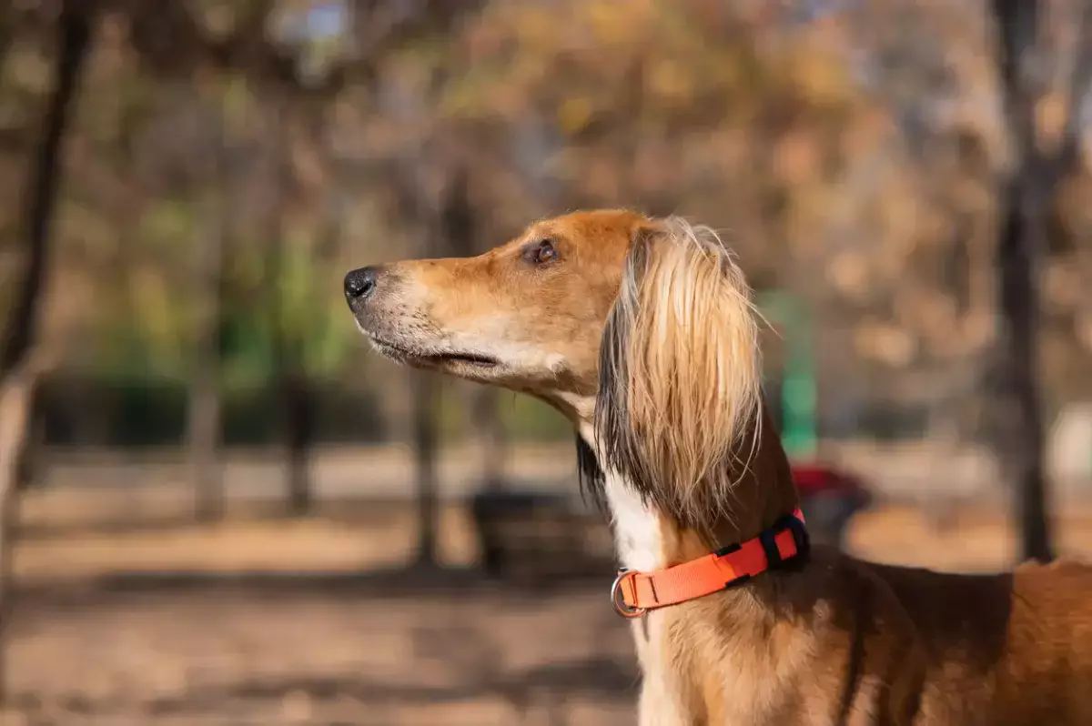 Казахская тазы получила международное признание