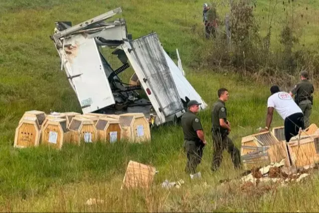 Қауіпті вирус жұққан маймыл қашып кетті