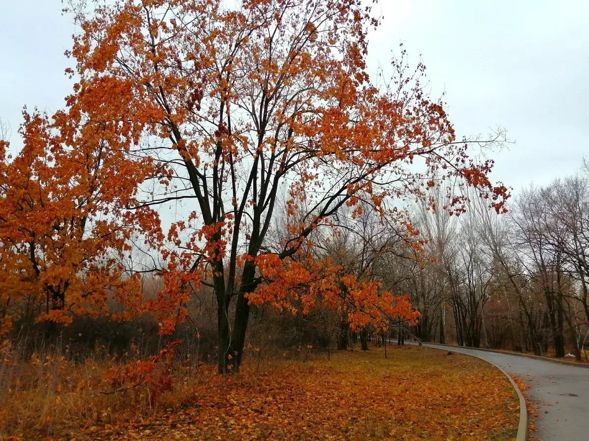 Погода в Алматы с 3 по 9 ноября 2025