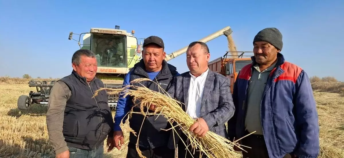Балқаш ауданында күріш жинау науқаны қарқынды жүріп жатыр