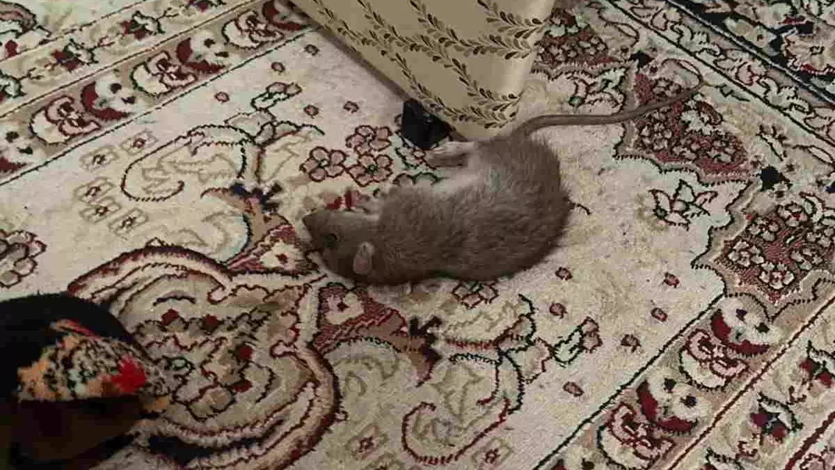 Атыраудың үш ауданын егеуқұйрықтар басып алды