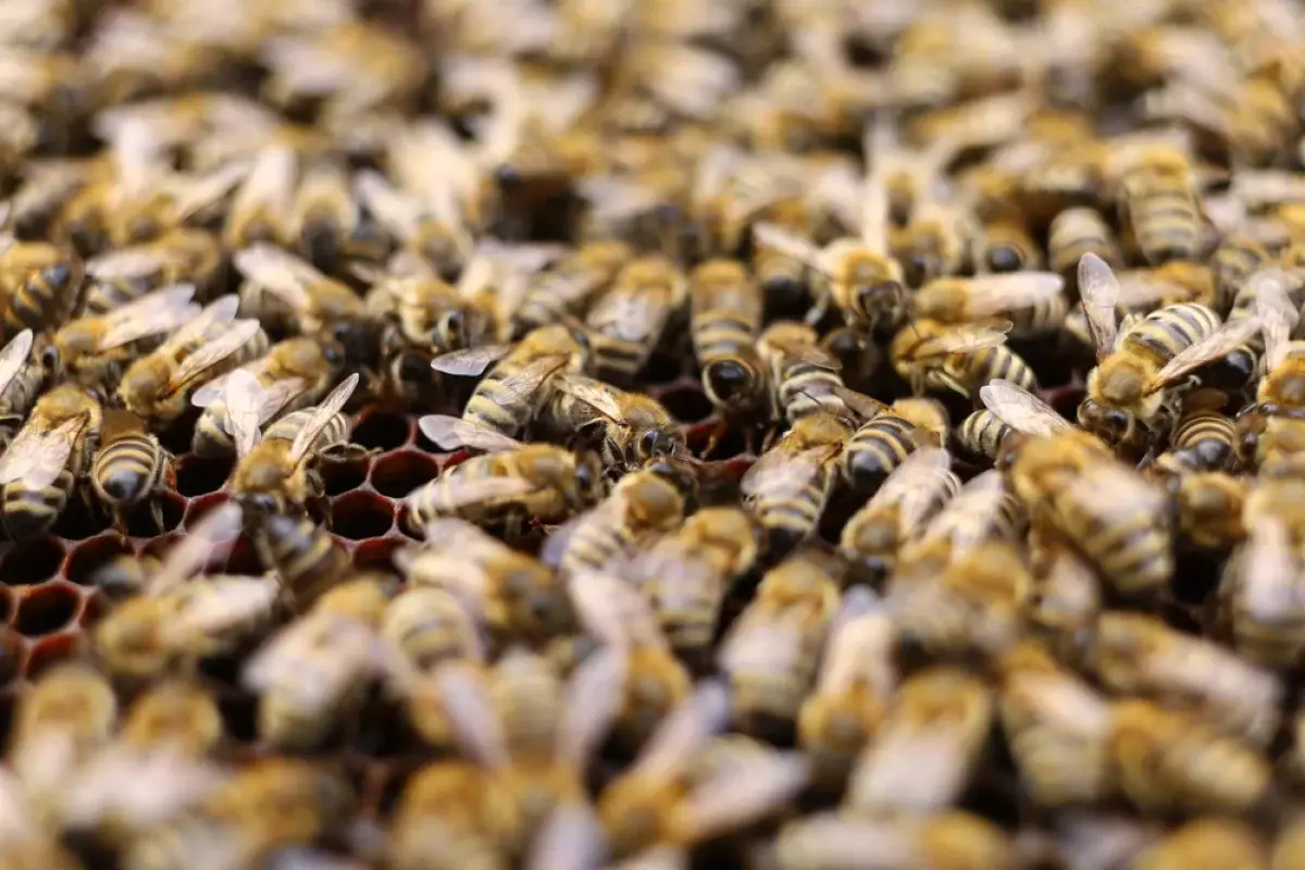 Пчёлы-убийцы напали на людей после ДТП