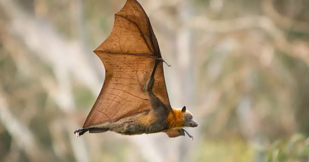   Бразилияда жарқанаттардан коронавирустың жаңа түрі анықталды   