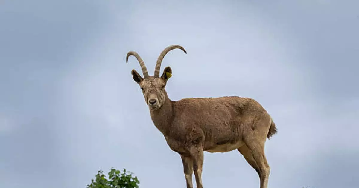  Павлодар облысында Сібір елігін атқан төрт адам сотталды 