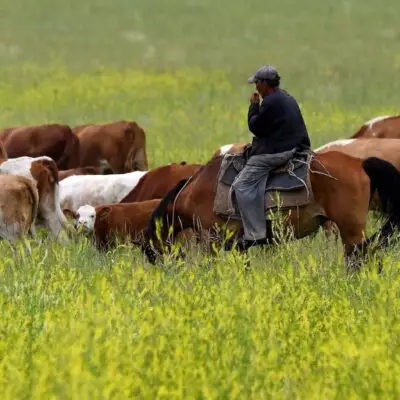Небрежных владельцев скота могут привлечь к ответственности в РК
