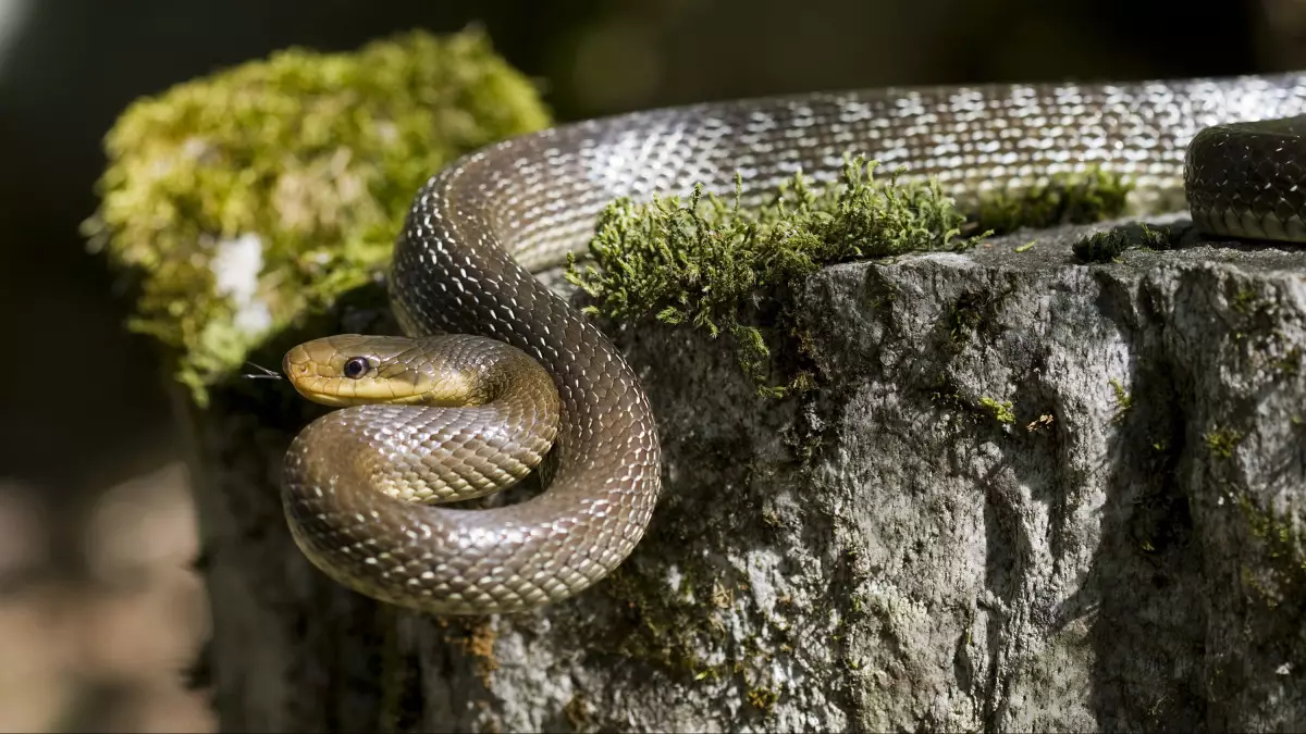 Ұлыбританияда 300 мың жыл бұрын жоғалған жыландар табылды