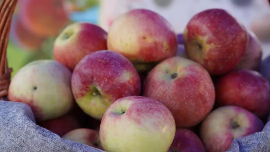 Алматылық апорт алмасын қайта жаңғырту жобасы басталды