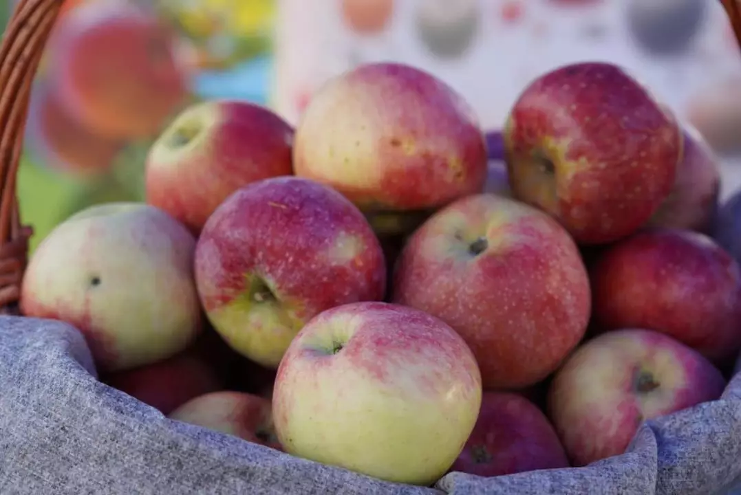 Казахстан возвращает к жизни алматинский апорт