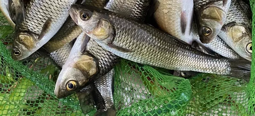 Сети и электроудочки: ОПМ "Браконьер" выявляет случаи нарушения правил рыболовства в области Абай