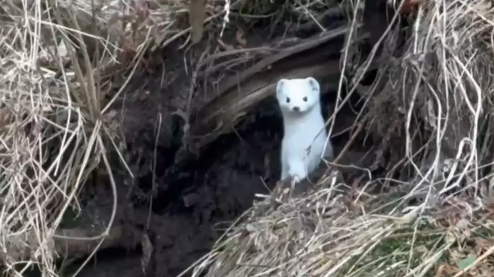 Алматы облысында тұрғын аппақ аңды видеоға түсіріп алған