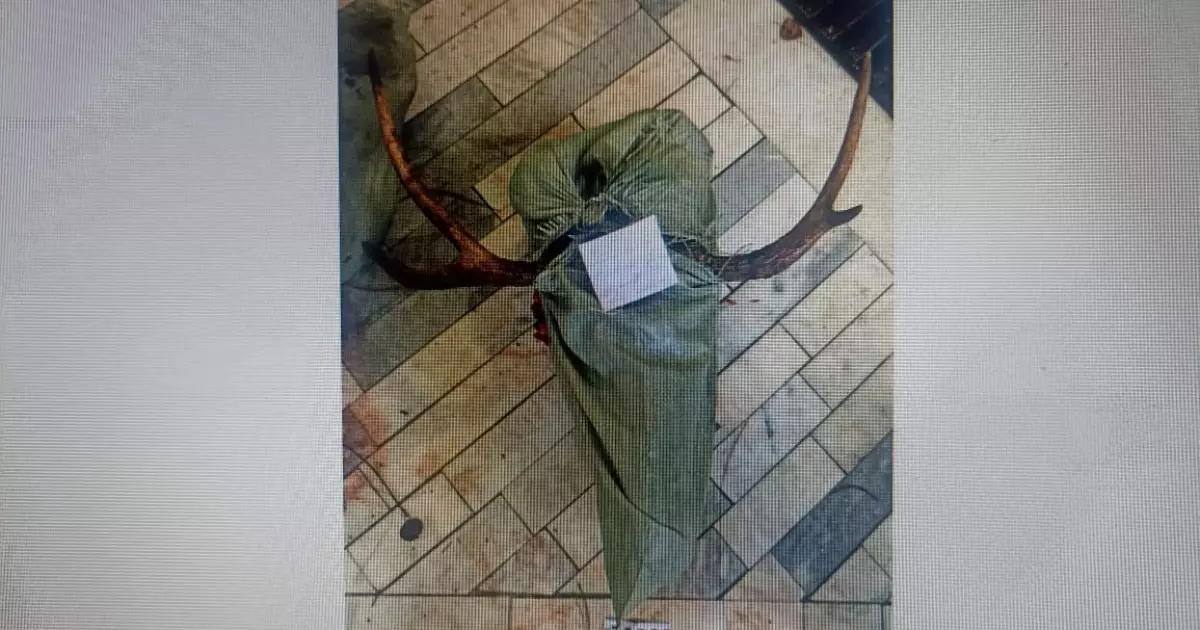   Қостанайда полицейлер заңсыз аң атып жүрген адамды ұстады   