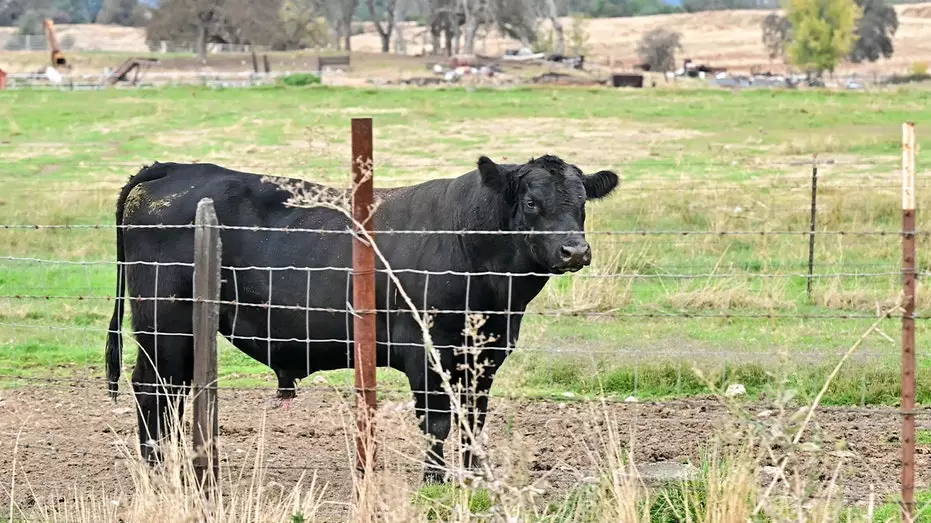 Республиканцы выступили против плана администрации Трампа по импорту аргентинской говядины.