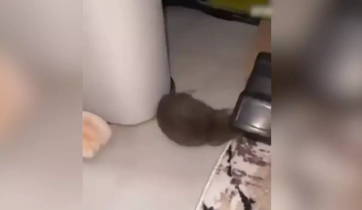 Атырауда егеуқұйрықтар кәріз құбыры арқылы пәтерлерге кіре бастаған