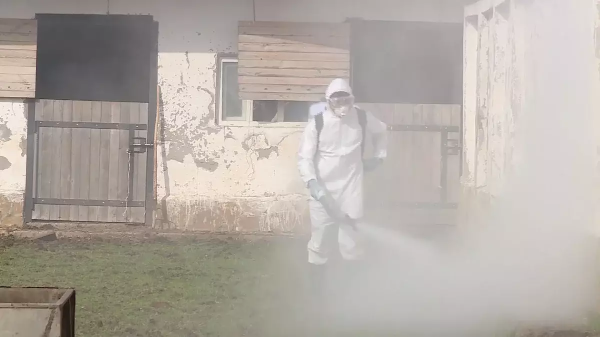 Ауру малды сойған: Түркістан облысында сібір жарасы тіркелді