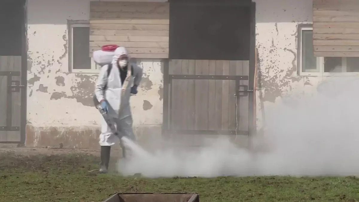 В Туркестанской области зафиксировали случай заражения сибирской язвой