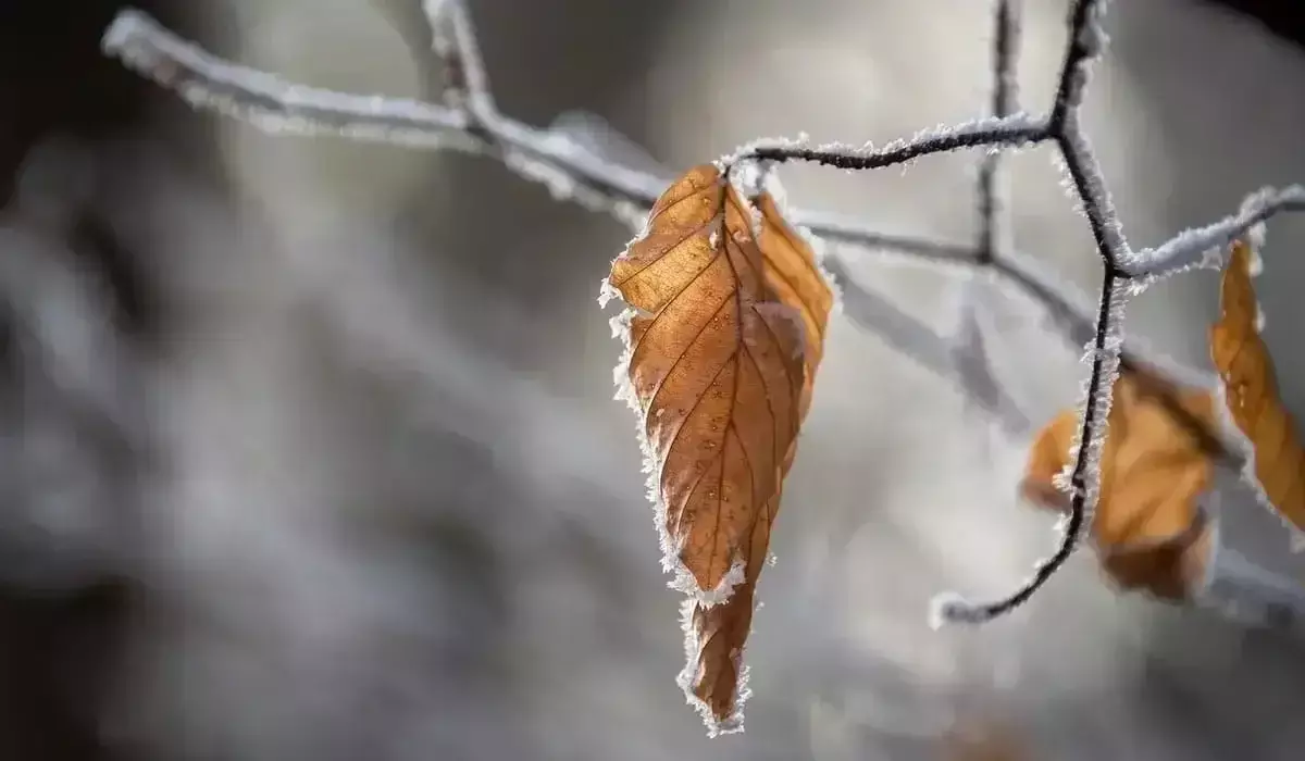 Жаңбыр жауып, үсік жүреді: бірнеше өңірде дабылды ескерту жарияланды