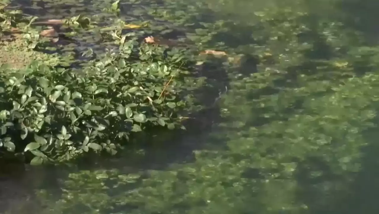 Түркістан облысындағы Ақтан және Көктан ата бұлақтары тазартылды