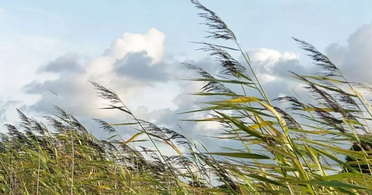  31 қазан еліміздің басым бөлігінде жел күшейеді 