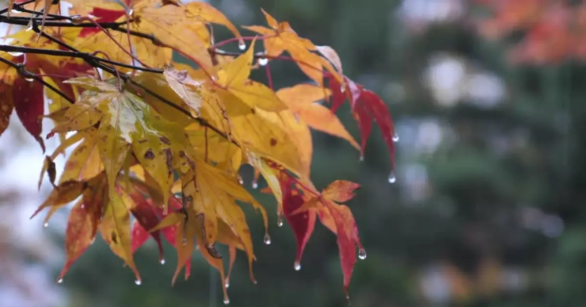   Жел күшейіп, үсік жүреді: 31 қазанға ауа райы болжамы   